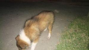 HERMOSOS CACHORROS COLLIE A LA VENTA