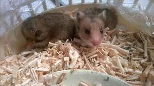 Hamsters macho y hembra