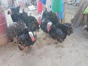 Hermosos Pavos