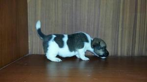 IMPRESIONANTE CACHORROS JACK RUSSELL SUPER CHATITOS. MADRE
