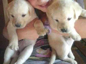 IMPRESIONANTES CACHORROS LABRADOR