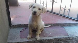 Labrador retriver