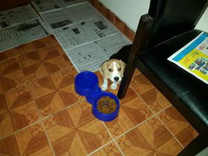 Lindo Perrito Beagle