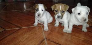 Lindos Cachorritos Jack Russell