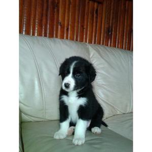 Lindos collie