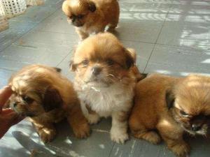 PEKINES BIEN HERMOSOS ÑATITOS