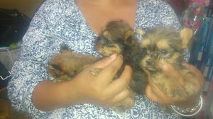 Preciosos Yorkshire Terrier yorky