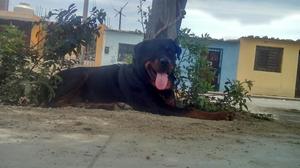 Rottweiler Servicio de Monta