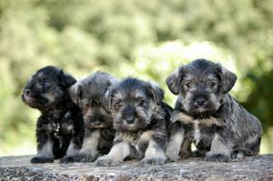 Schnauzer Miniatura