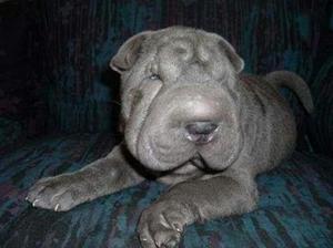 Sharpei