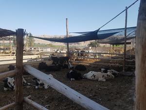 Vacas en Venta Al Escoger