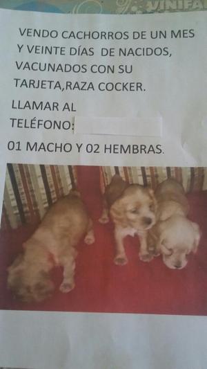 Vendo Cachorrita Cocker