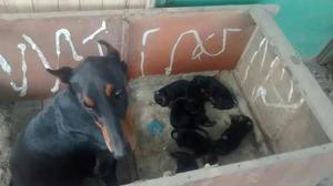 Vendo Cachorros Doberman