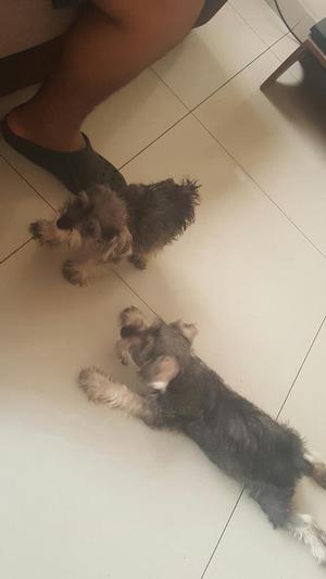 Vendo Cachorros Schnauzer