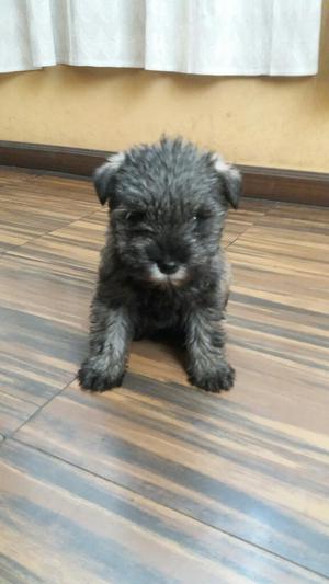 Vendo Hermozo Cachorrito Schnauzer