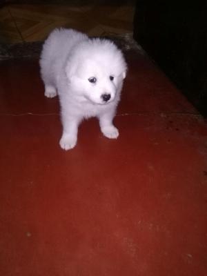 Vendo Lindas Cachorritas Samoyedo