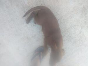 Vendo Perrita Labrador con bracoHúngaro