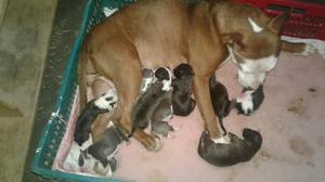 Vendo Perritos Pit Bull