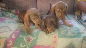 Vendo Perritos Salchicha