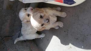 Vendo cachorros cruze de zhitsu y poodle