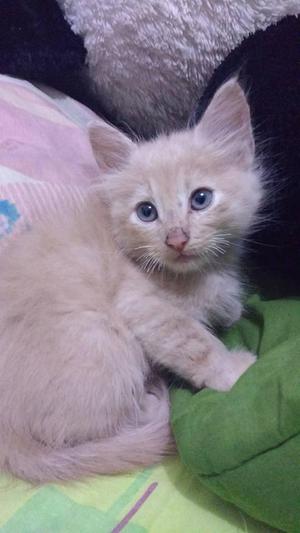 bolita de pelos en adopción machito