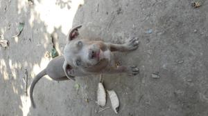 cachorra pitbull