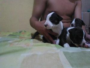 cachorras pitbull