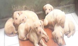 cachorros labrador