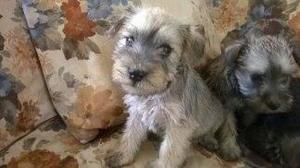 cachorros schnauzer miniatura