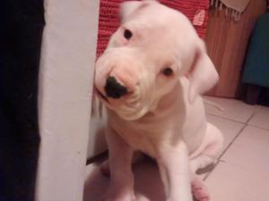 preciosos dogos argentino