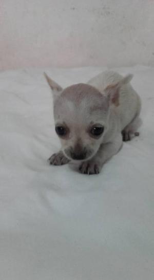 venta de cachorritos Chihuahua.