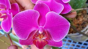 Orquídea Phalaenopsis Flor Lila Gran Vara De 7 Botones
