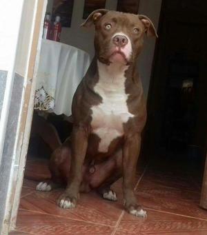 American Pitbull en Venta.