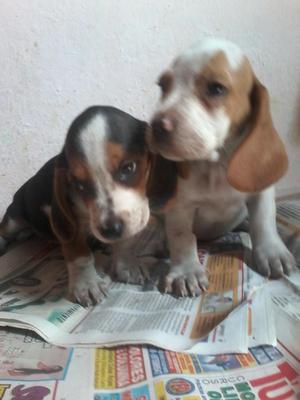 BASSET HOUND BICOLOR Y TRICOLOR HENBRAS