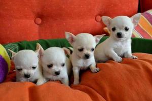 Bellezas de cachorros Chihuahuas Originales en venta