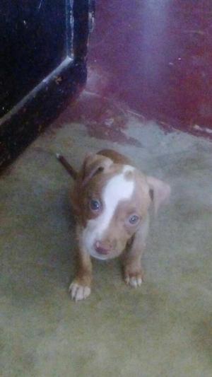 Cachorra Pitbull Rednose