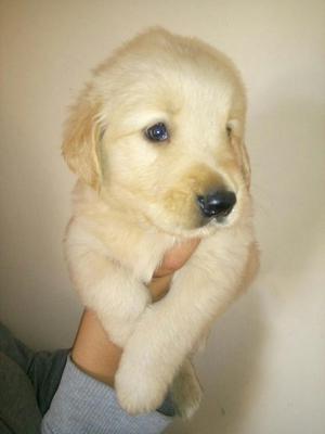 Cachorras Golden Retriver