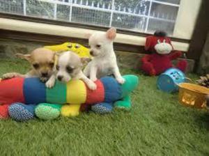 Cachorritos Chihuahuas Miniatura