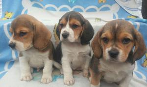 Cachorritos beagles