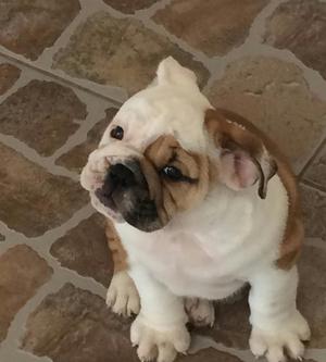 Cachorro Bulldog Ingles Macho