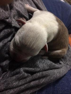 Cachorros Pitbull en Venta