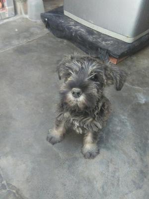 Cachorros Schnauzer en Venta