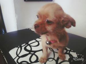 Chihuahua con Shitzu