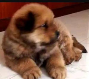 Chowchow