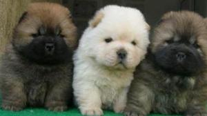 Chowchow