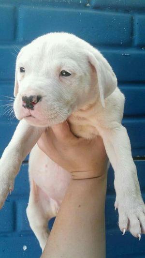 Dogo Argentino Puro