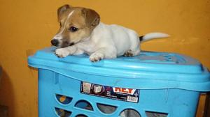 EXPECTACULAR CACHORRA JACK RUSSELL 8 MESES. MADRE IMPORTADA.