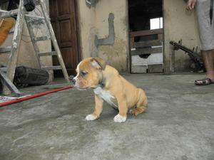 Exotic Bully American Bully Cachorros