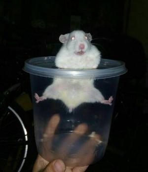 Hamster Van Damme