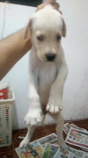 Labrador Retriever
